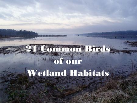 21 Common Birds of our Wetland Habitats. Look for... SizeSize ShapeShape ColorColor HabitatHabitat.