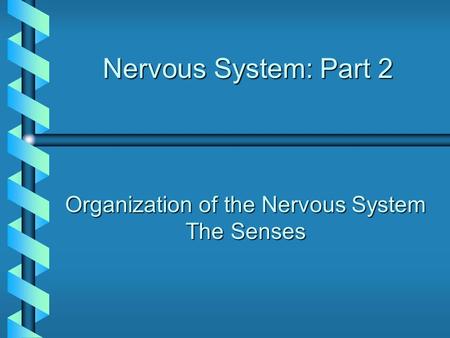 Nervous System: Part 2 Organization of the Nervous System The Senses.