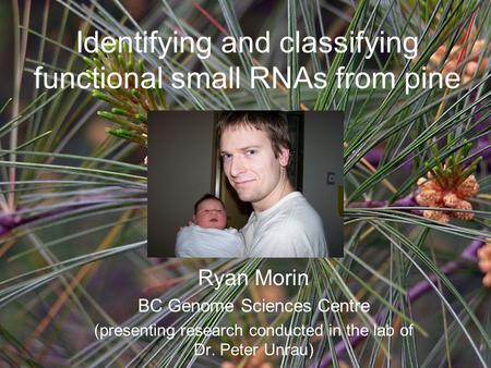 Identifying and classifying functional small RNAs from pine Ryan Morin BC Genome Sciences Centre (presenting research conducted in the lab of Dr. Peter.