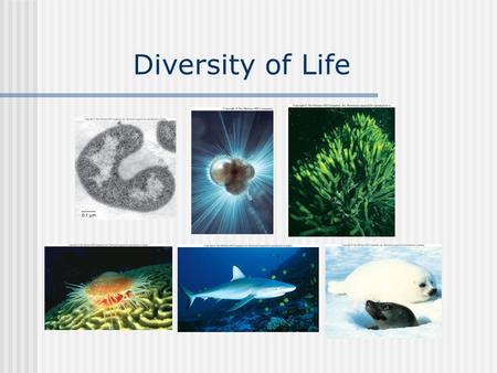 Diversity of Life. Kingdom Diversity of Life using ribosomal RNA sequence Carl Woese.