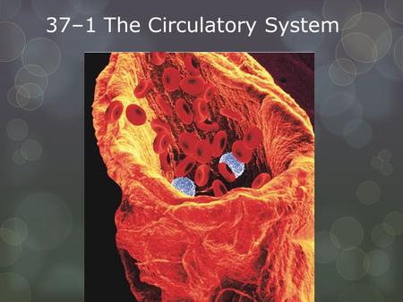 37–1 The Circulatory System. The circulatory system and respiratory system work together to supply cells with the nutrients and oxygen they need to stay.