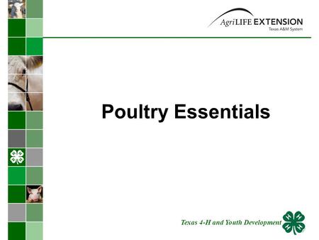 Poultry Essentials Texas 4-H and Youth Development.