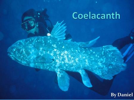 Coelacanth By Daniel.