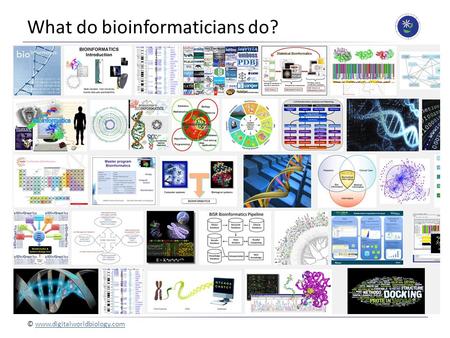 © www.digitalworldbiology.com What do bioinformaticians do?