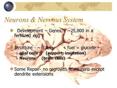 Neurons & Nervous System Development – Genes; ~25,000 in a fertilized egg Structure - ~ 3 lbs; fuel = glucose glial cells (support; insulation) Neurons.