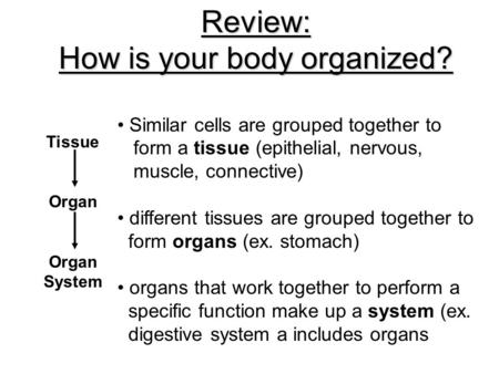 Review: How is your body organized? Similar cells are grouped together to form a tissue (epithelial, nervous, muscle, connective) different tissues are.