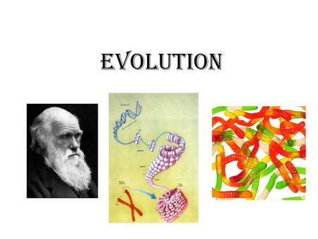 Evolution. What is evolution? A basic definition of evolution… “…evolution can be precisely defined as any change in the frequency of alleles within a.