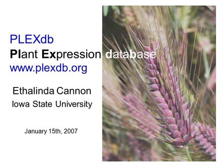 PLEXdb Plant Expression database Ethalinda Cannon Iowa State University www.plexdb.org January 15th, 2007.