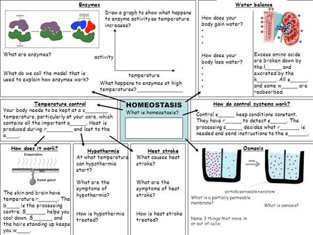 HOMEOSTASIS What is homeostasis? Temperature control Your body needs to be kept at a c_______ temperature, particularly at your core, which contains all.