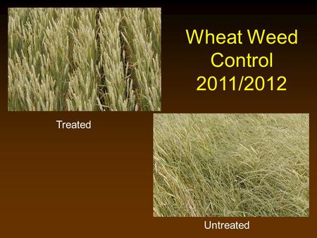 Treated Untreated Wheat Weed Control 2011/2012. Broadleaf Weeds Great options exists, growers just need to be timely!!!!!!!!!!!!!!!!