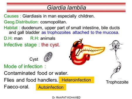 Giardia lamblia Infective stage : the cyst. Mode of infection :