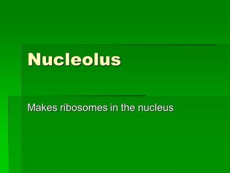 Nucleolus Makes ribosomes in the nucleus. Chromatin  Contains DNA; coils into chromosomes.