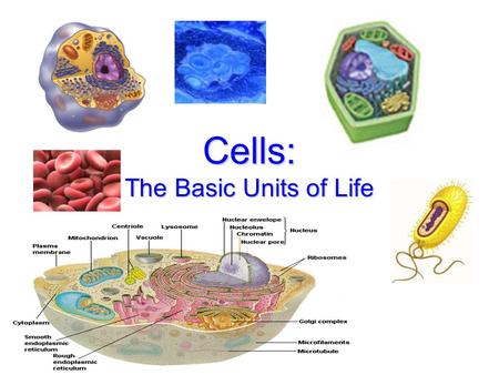 Cells: The Basic Units of Life. How big is a cell?