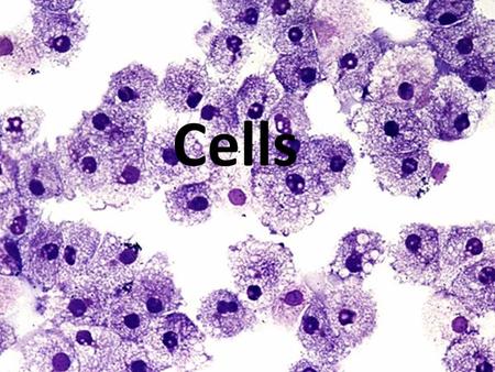 Cells. What is a cell? Cell – the basic unit of structure and function in living things An organism has many different types of cells, but they all contain.
