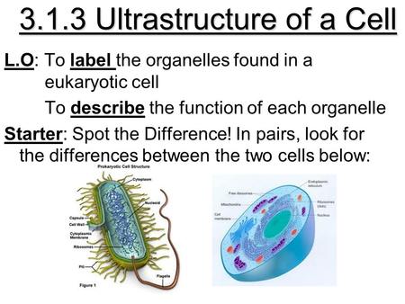 3.1.3 Ultrastructure of a Cell L.O: To label the organelles found in a eukaryotic cell To describe the function of each organelle Starter: Spot the Difference!
