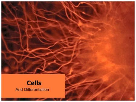 Cells And Differentiation. What is a Cell? A cell is the basic structural unit of all living things It is a microscopic structure which contains organelles.