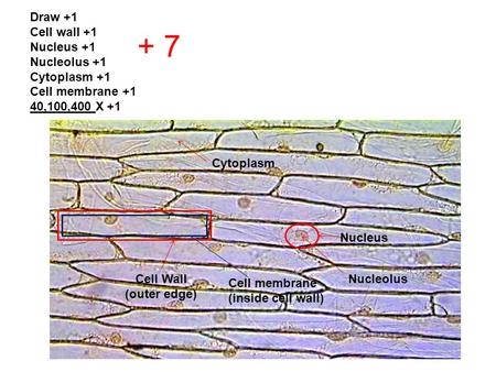 Draw +1 Cell wall +1 Nucleus +1 Nucleolus +1 Cytoplasm +1 Cell membrane +1 40,100,400 X +1 + 7 Nucleus NucleolusCell Wall (outer edge) Cell membrane (inside.