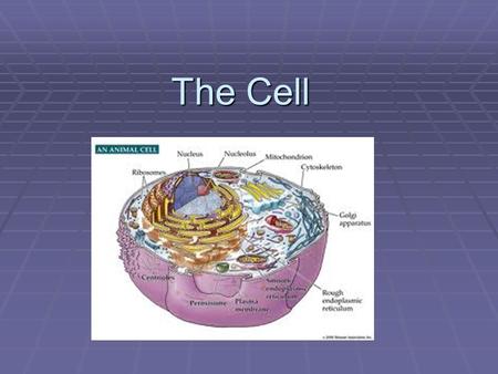 The Cell. Plant Cells Cell Wall  The Cell Wall Gives the Plant Cell most of its support and structure.