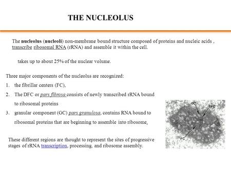 The nucleolus (nucleoli) non-membrane bound structure composed of proteins and nucleic acids, transcribe ribosomal RNA (rRNA) and assemble it within the.