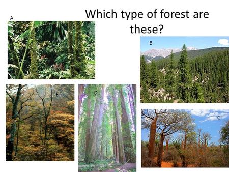 Which type of forest are these?