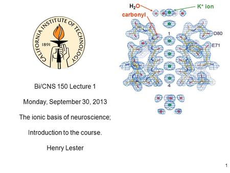 1 Bi/CNS 150 Lecture 1 Monday, September 30, 2013 The ionic basis of neuroscience; Introduction to the course. Henry Lester H2OH2O K + ion carbonyl.