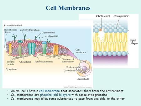 Cell Membranes Animal cells have a cell membrane that separates them from the environment Cell membranes are phospholipid bilayers with associated proteins.