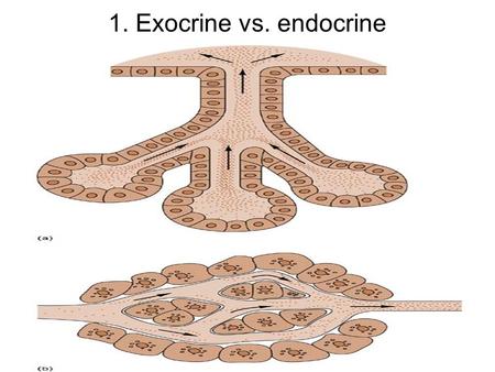 1. Exocrine vs. endocrine.