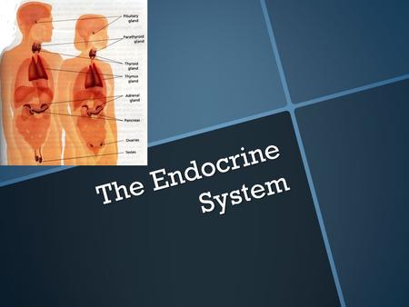 The Endocrine System. o Def: System of glands in various parts of the body that manufacture & secrete hormones into the bloodstream o hormones = chemical.