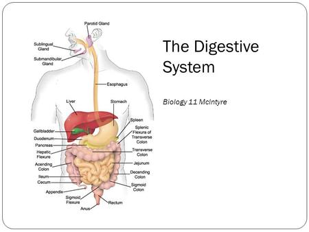 The Digestive System Biology 11 McIntyre.