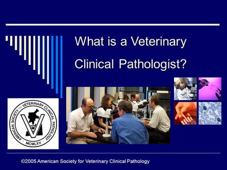 What is a Veterinary Clinical Pathologist? ©2005 American Society for Veterinary Clinical Pathology.