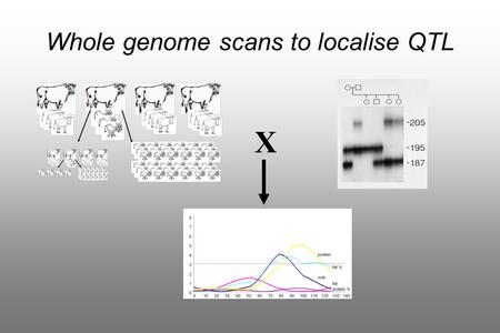 Whole genome scans to localise QTL X. Likely positionQTL Chromosome with mapped markers BAC Contig Spanning QTL region New MarkersCandidate Genes Fine.