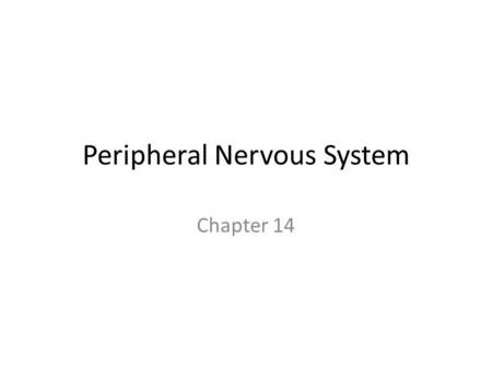 Peripheral Nervous System Chapter 14. Spinal Nerves 31 pairs of spinal nerves are connected to the spinal cord – Numbered according to the portion of.