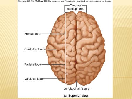 Cranial Nerves Figure 14.27a-b Frontal lobe Frontal lobe leaves Copyright © The McGraw-Hill Companies, Inc. Permission required for.