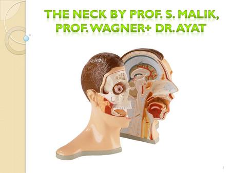 The Neck by Prof. S. Malik, ProF. Wagner+ Dr. Ayat