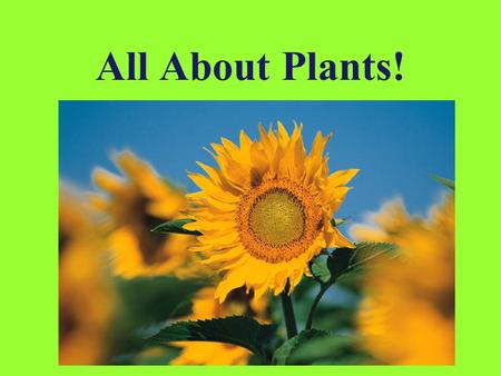 All About Plants!.
