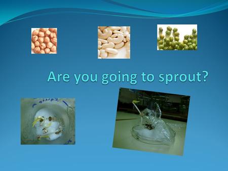 Vocabulary To sproutGerminar SeedsLlavors What you need Lentils, garbanzos or chickpeas, beans… Plastic cup or glass jars Permanent marker Cotton Water.