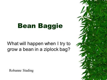 Bean Baggie What will happen when I try to grow a bean in a ziplock bag? Robanne Stading.