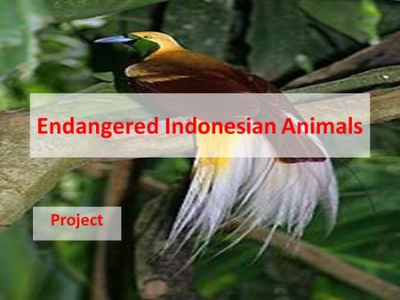 Endangered Indonesian Animals
