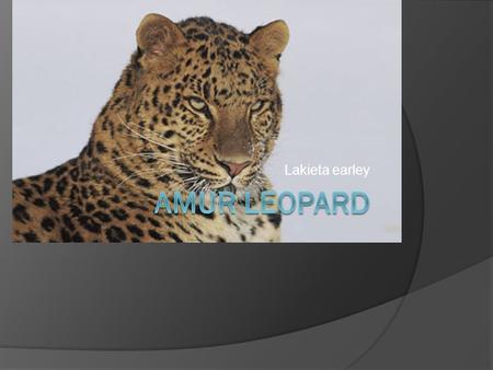 Lakieta earley. Name  Common name: Amur Leopard  Scientific name: Panthera Pardus Orientalis.