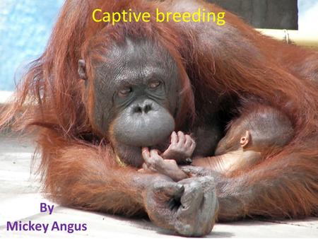 Captive breeding By Mickey Angus. Captive breeding is the process of breeding wild animals under human control Breeding program facilitates biodiversity.