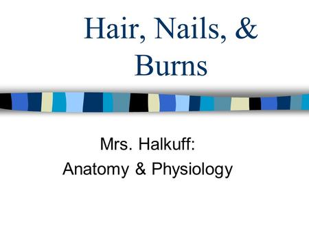 Hair, Nails, & Burns Mrs. Halkuff: Anatomy & Physiology.