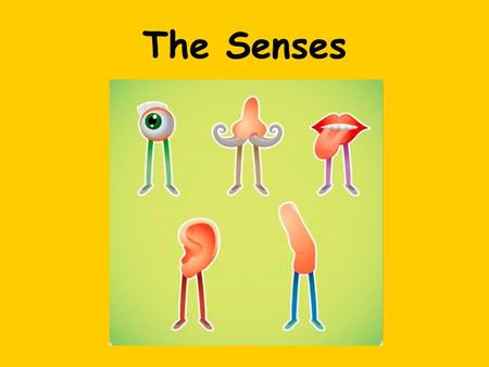 The Senses. Windows on the World The eyes are the most sensitive and delicate organs we possess. which is probably why we rely on our eyesight more.