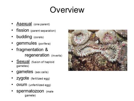 Overview Asexual (one parent) fission (parent separation) budding (corals) gemmules (porifera) fragmentation & regeneration (inverts) Sexual (fusion of.