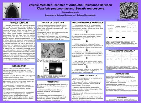 Vesicle-Mediated Transfer of Antibiotic Resistance Between Klebsiella pneumoniae and Serratia marcescens Ondraya Espenshade Department of Biological Sciences,