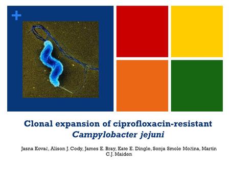 + Clonal expansion of ciprofloxacin-resistant Campylobacter jejuni Jasna Kova č, Alison J. Cody, James E. Bray, Kate E. Dingle, Sonja Smole Mo ž ina, Martin.