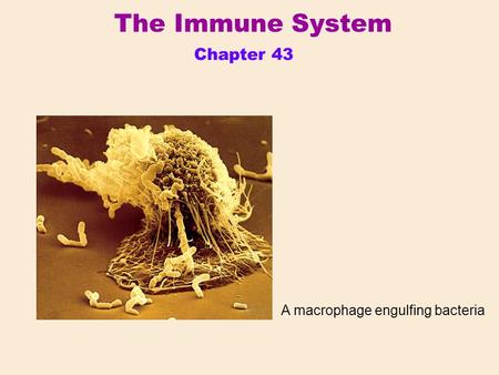 The Immune System Chapter 43 A macrophage engulfing bacteria.