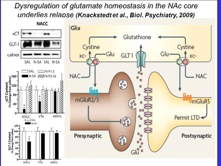 Dysregulation of glutamate homeostasis in the NAc core underlies relapse (Knackstedt et al., Biol. Psychiatry, 2009)