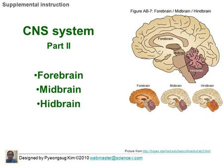 CNS system Forebrain Midbrain Hidbrain Part II