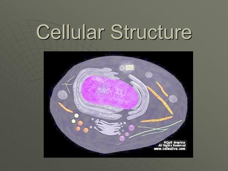 Cellular Structure. Nucleus  The control center of the cell (metabolism, protein synthesis)