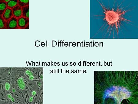 Cell Differentiation What makes us so different, but still the same.